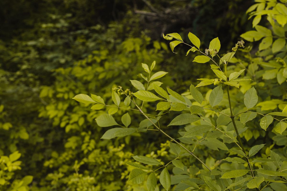 Branches of bright green leaves lit by soft summer sun against a blurred green background