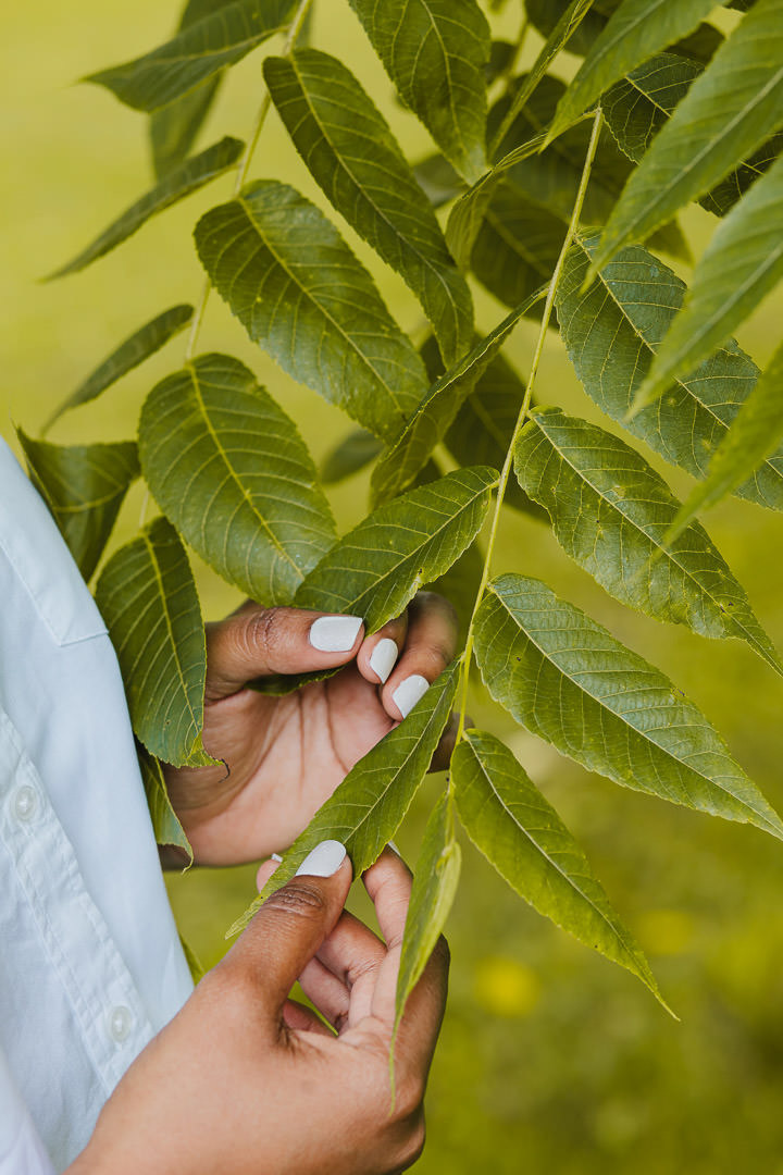 Charika White's hands holding green walnut leaves, the grounded natural rhythm of holistic mental health support in Maryland and DC